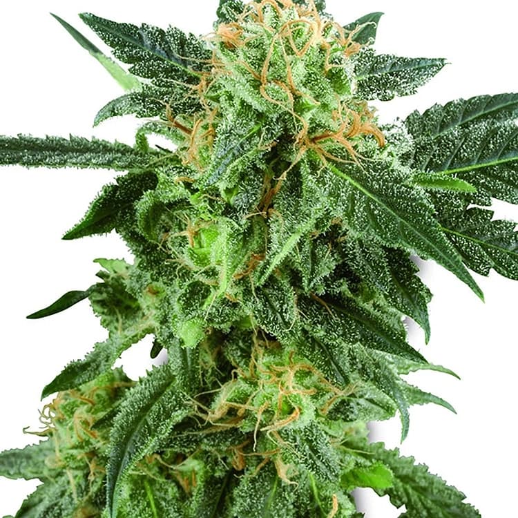 Gran Daddy Purple Seeds