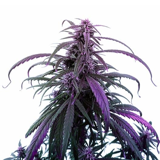 Grape Skunk Seeds