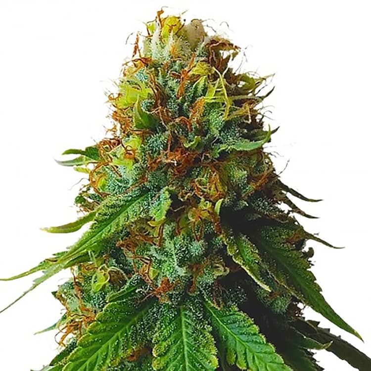 Green Crack Seeds