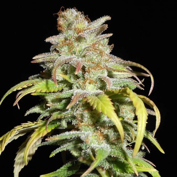 Harlequin CBD Seeds