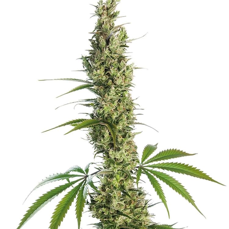 Haze XL Auto Seeds