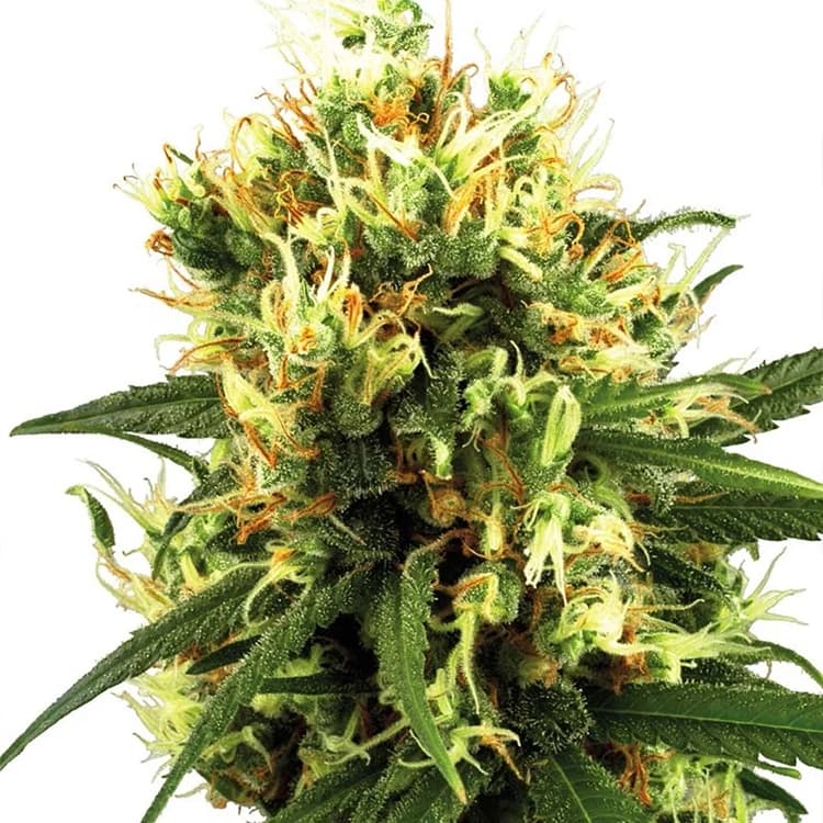 Jack Herer Seeds