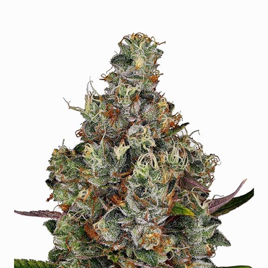 King Louis XIII Auto Seeds
