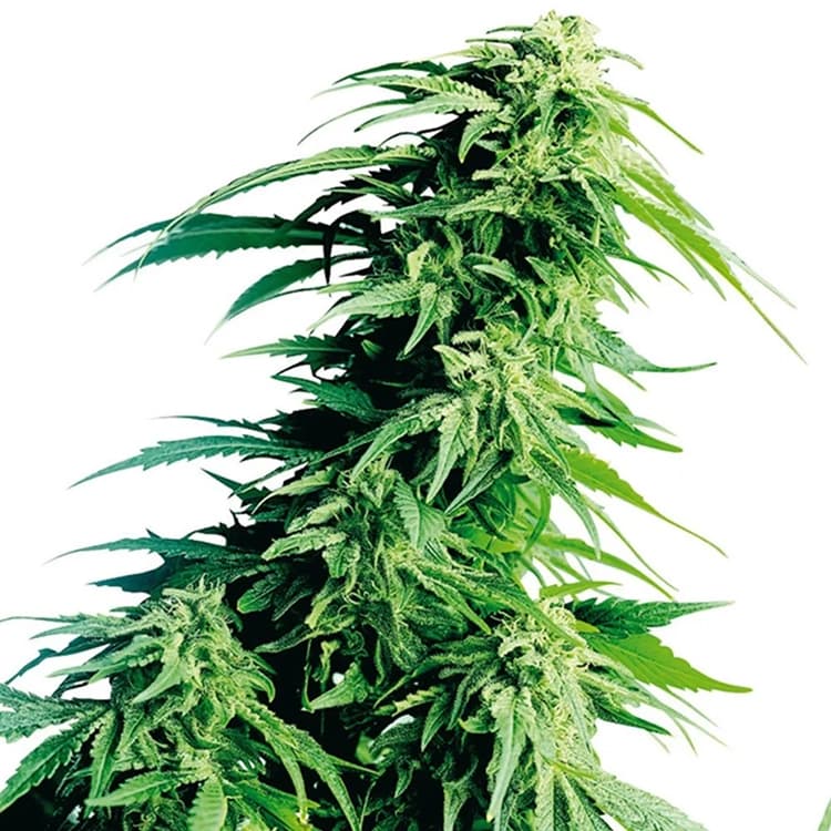 Kush XL Auto Seeds