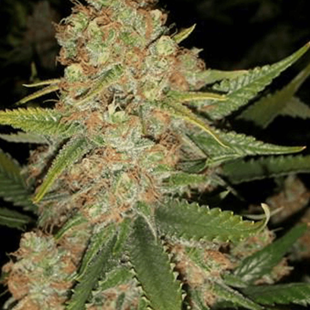Mexican Haze Seeds