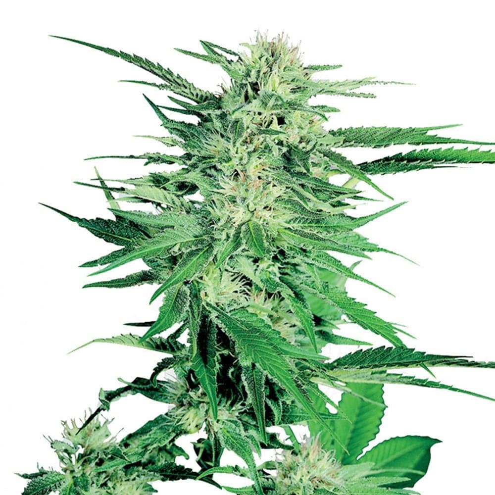 Northern Lights Auto Seeds