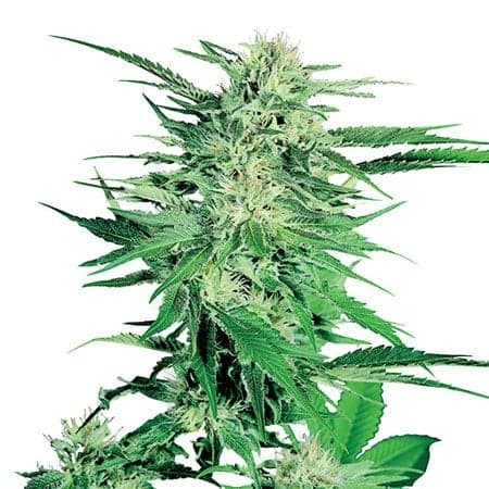 Northern Lights Seeds