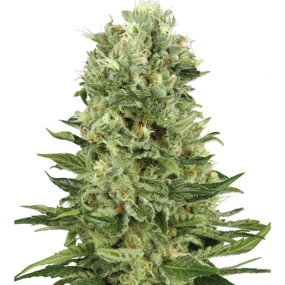 Northern Lights x Skunk Seeds