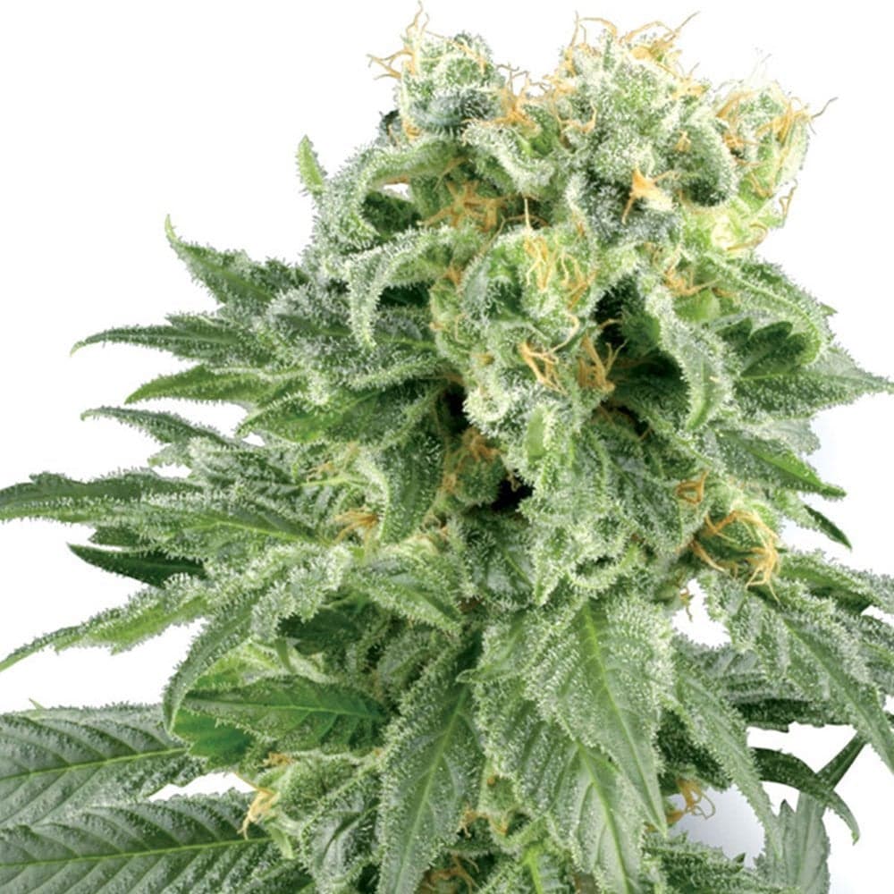 OG Kush Auto Seeds