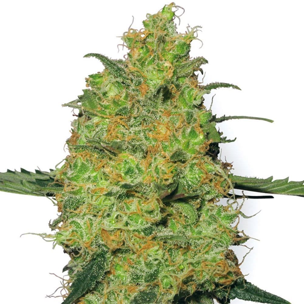 Pineapple Auto Seeds