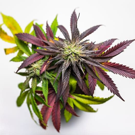 Platinum Purple Kush Seeds