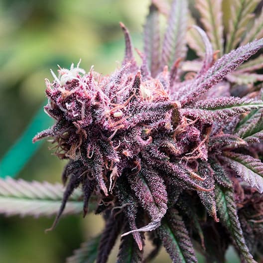 Purple Chemdawg Seeds