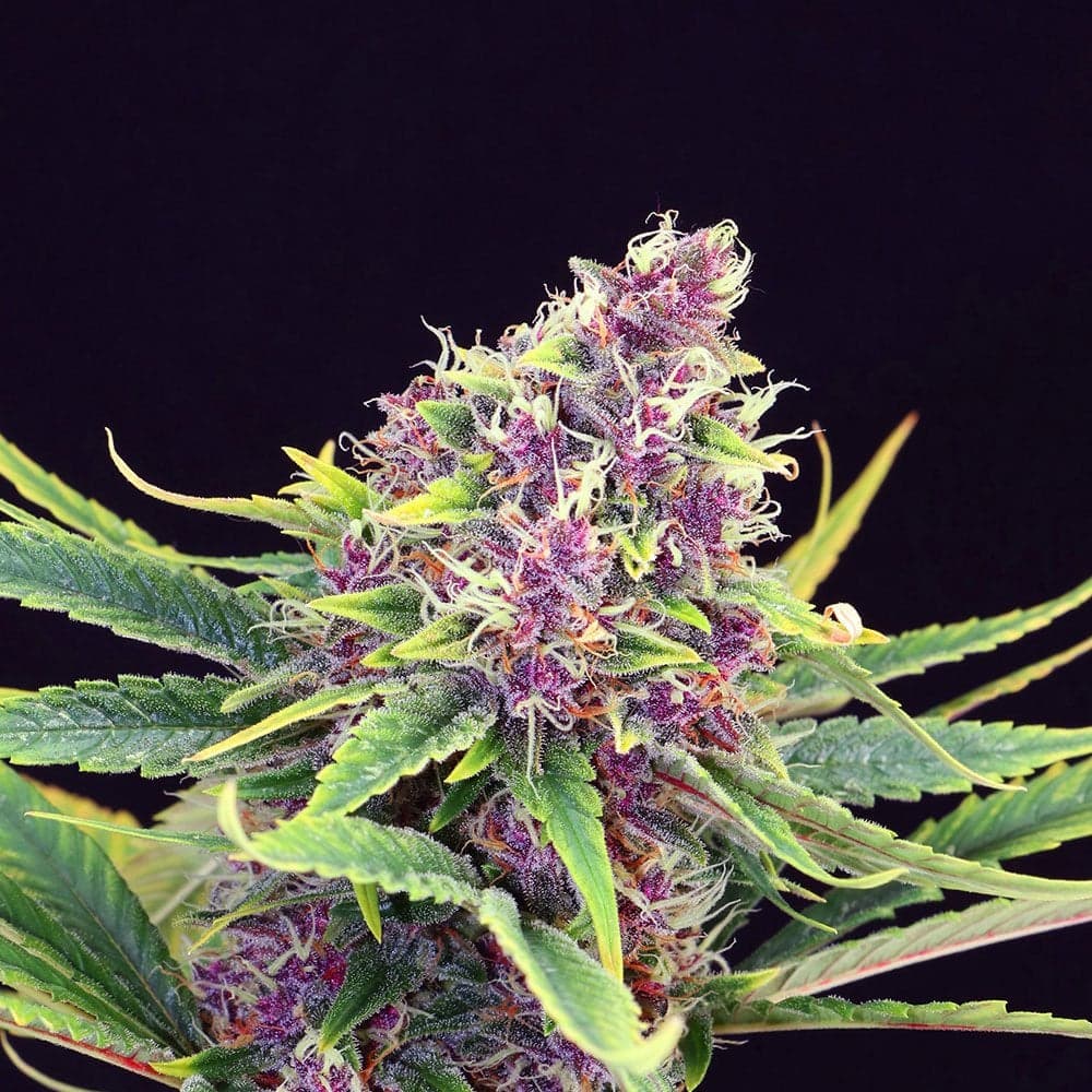 Purple Kush Seeds