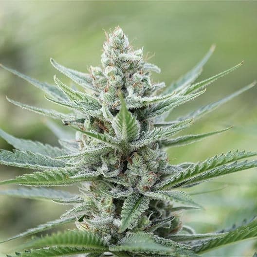 Red Hot Cookies Seeds