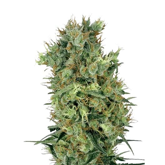 Sensi Skunk Auto Seeds