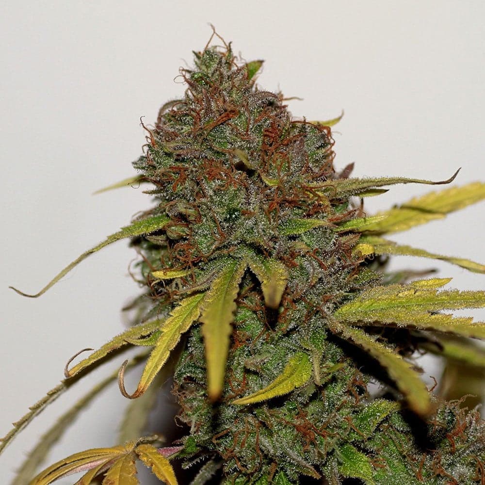 Shark CBD Seeds