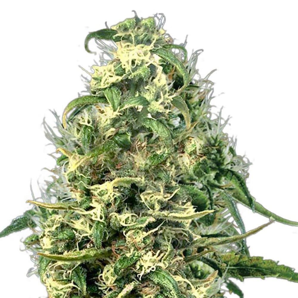 Silver Haze CBD Seeds