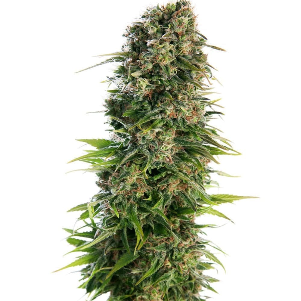 Skunk Auto Seeds