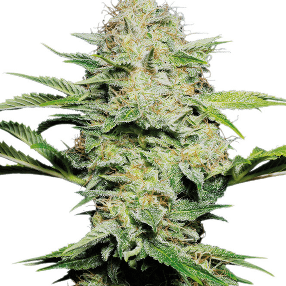 Skunk Kush Seeds