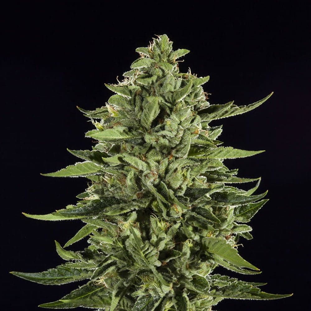 Skywalker OG Seeds