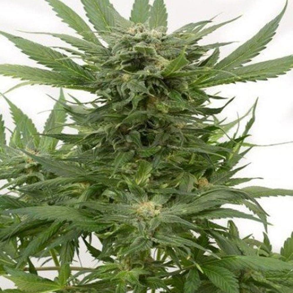Sour Diesel Seeds