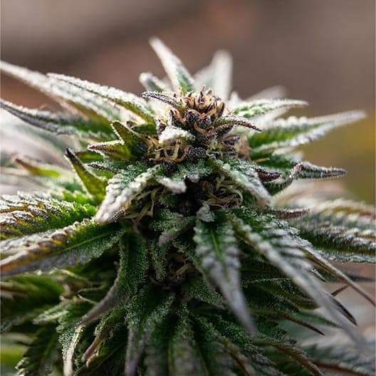 Strawberry Cough Muha Seeds