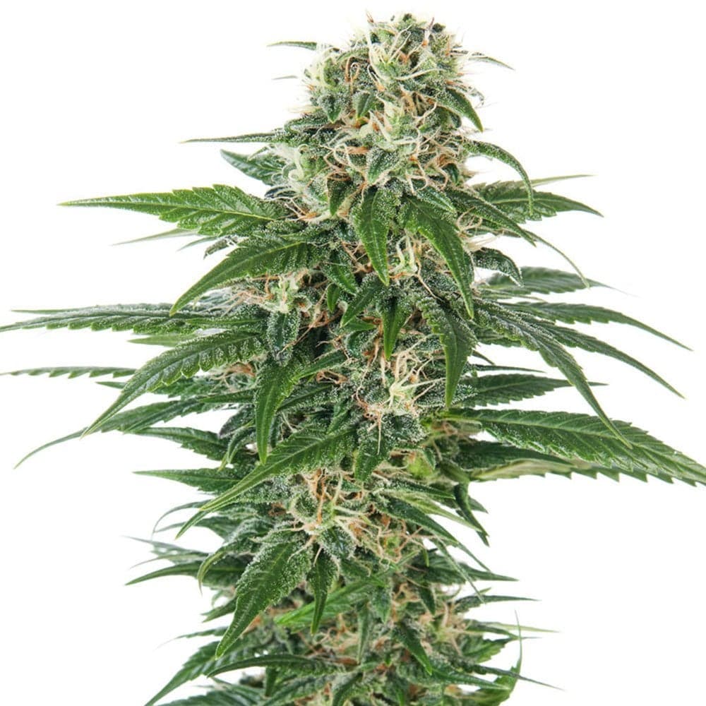 Super Skunk Auto Seeds