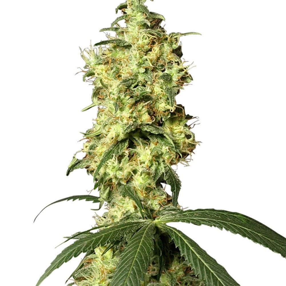 White Widow Seeds