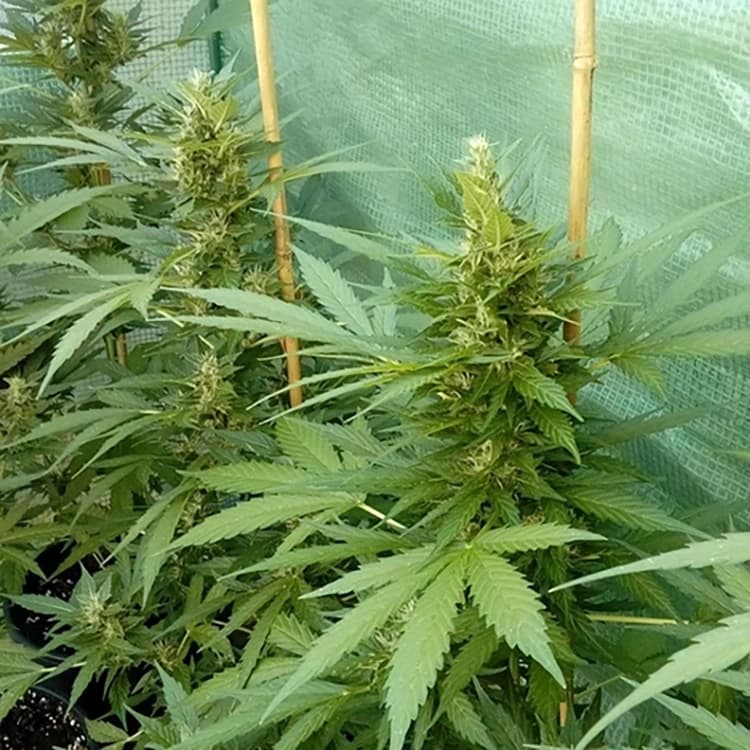 Acapulco Gold Seeds