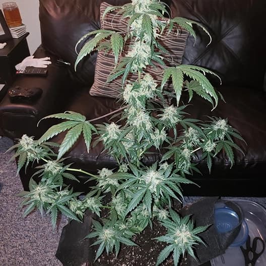 Afghani Seeds