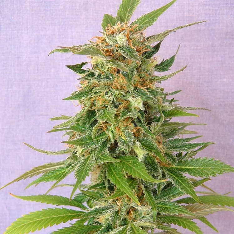 Alaskan Thunder Fuck Seeds