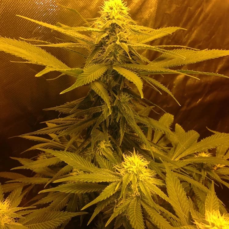 Allen Wrench Seeds
