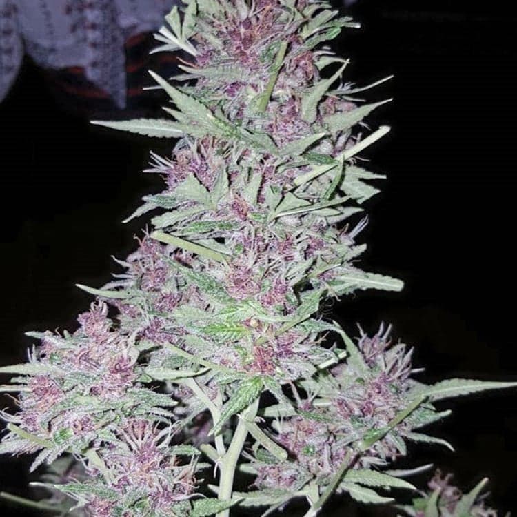 Amnesia Seeds
