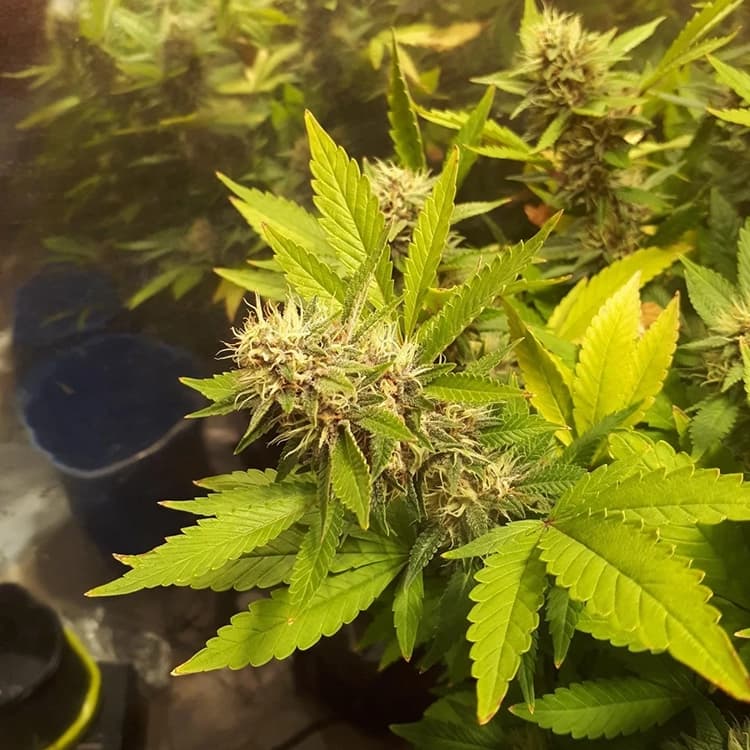 Banana Kush Auto Seeds