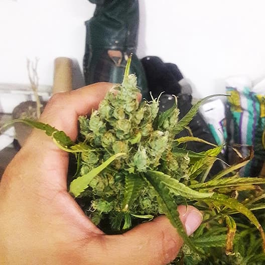 Bubba Kush Auto Seeds