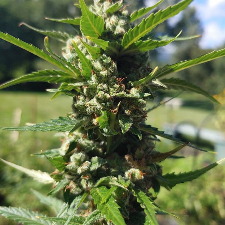 Cherry OG Auto Seeds