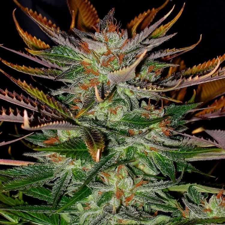 Cherry Pie Seeds