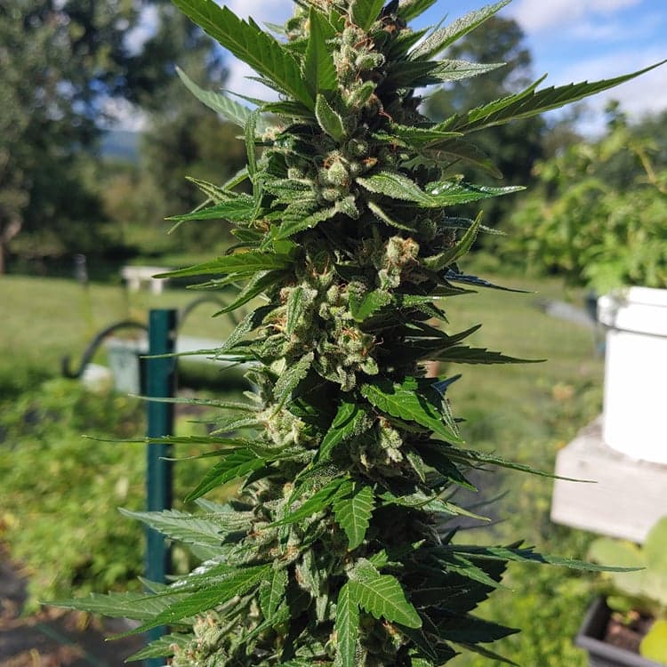 Chiesel Auto Seeds