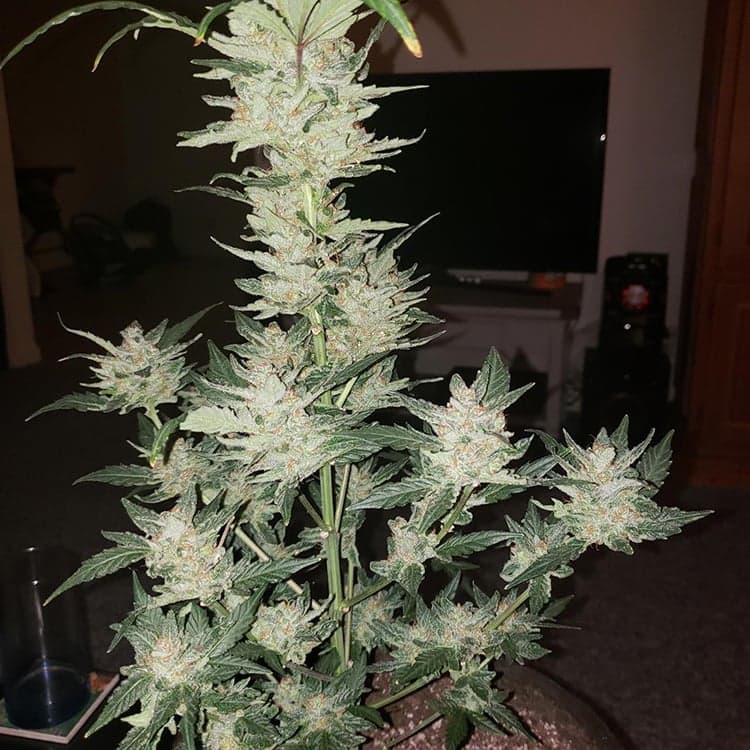 Cinex Seeds