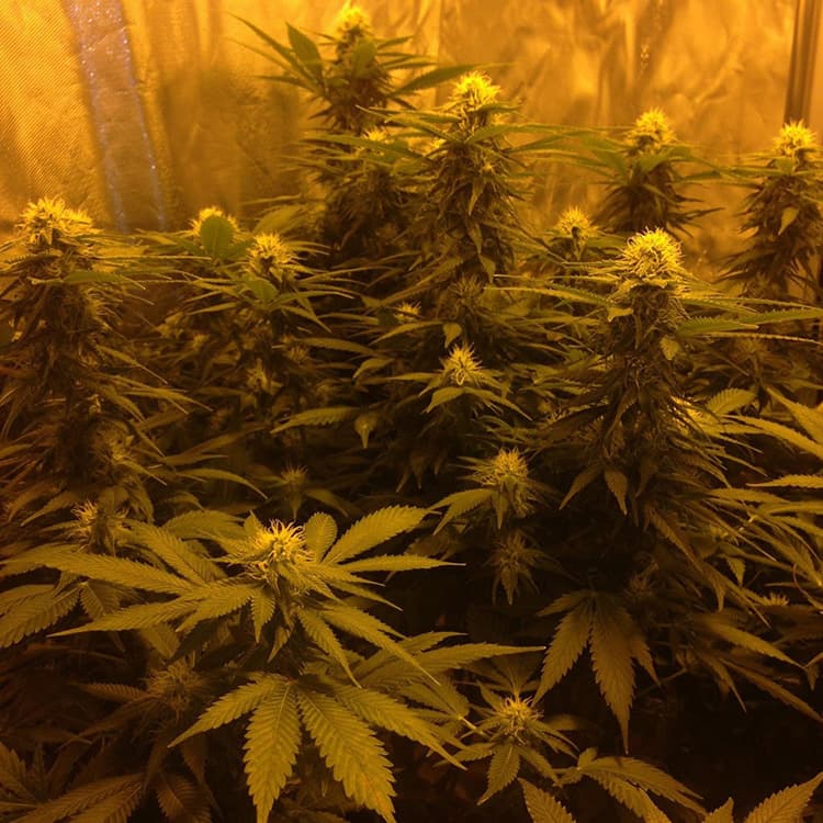 Dirty Girl Seeds