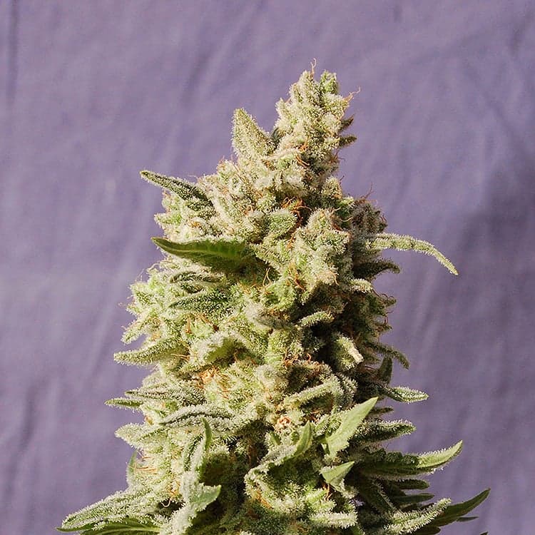 Dutch Treat Seeds