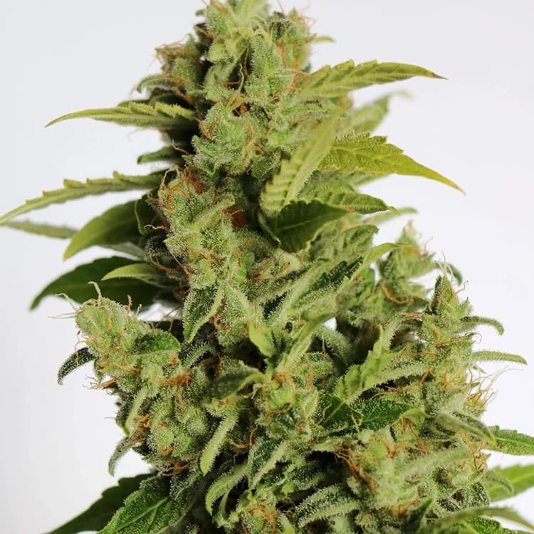 Fruity Pebbles Seeds