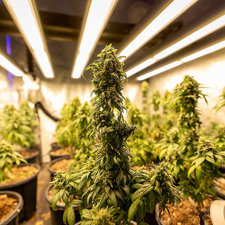 Ghost Train Haze Seeds