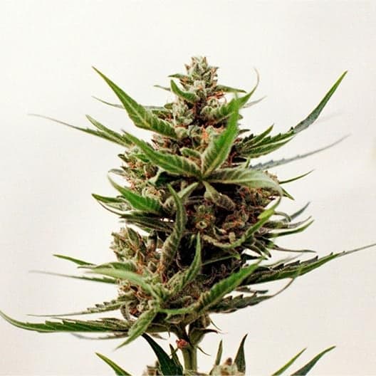 Glitter Bomb Seeds
