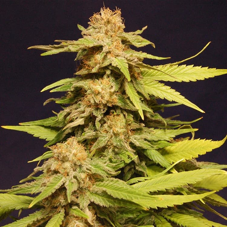 Grape Ape Seeds