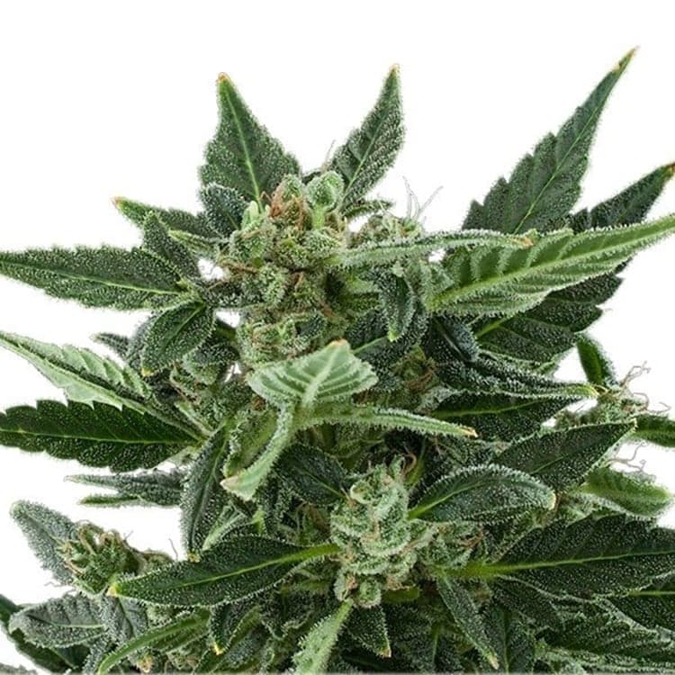 Grapefruit Auto Seeds