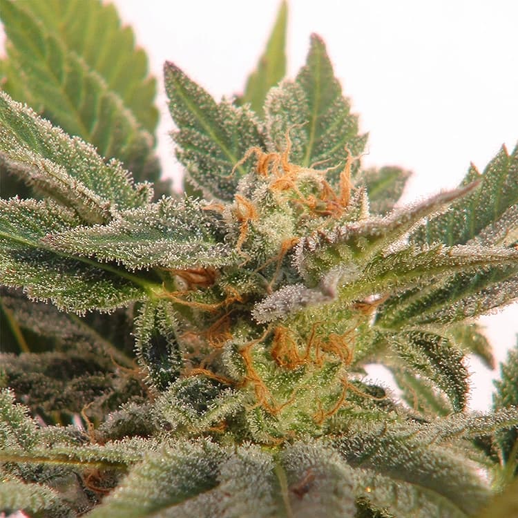 Grapefruit Seeds