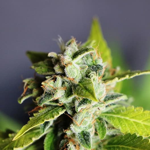 Headband Seeds