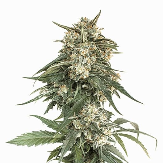 Iced Widow Auto Seeds