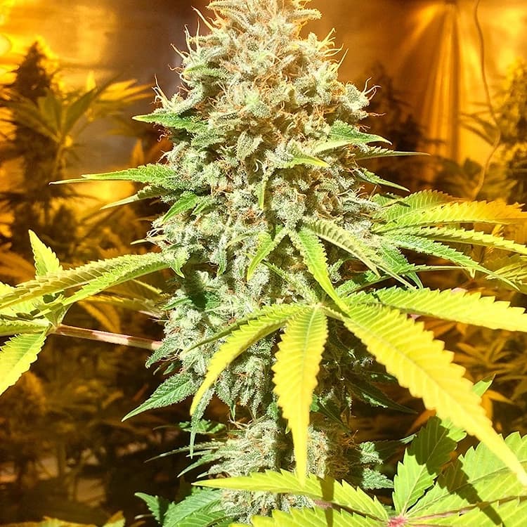 Ingrid Seeds
